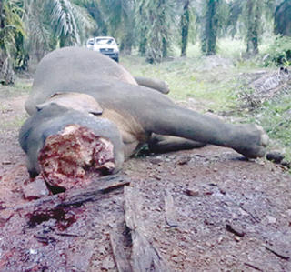 Poachers turning to Sabah for ivory?
